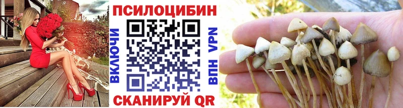 Галлюциногенные грибы Psilocybine cubensis  Красноярск 